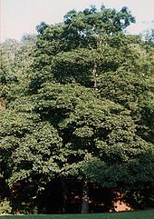 Acer-pseudoplatanus.jpg